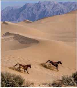 عاشقانه ها - زنده به وعده وصال