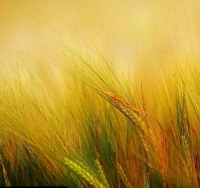 و چقدر آسوده اند، بی حس شدگان