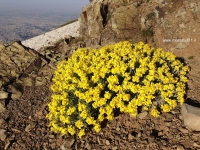 تهران زیر سایه گل های زیبای بهاری در تابستان 1398