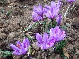 جلوه های رنگارنگ و زیبا از پاییز در پس لنز دوربین من