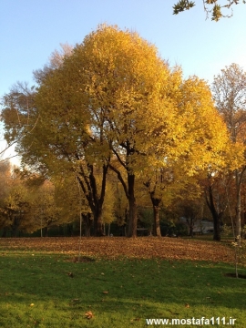 یارا به می ناب، تو مهمان کن دل من